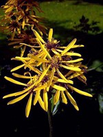 Ligularia hessei - Kreuzkraut